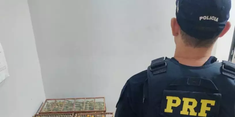 PRF resgata 250 pássaros silvestres transportados ilegalmente em Altamira (PA)